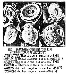 微锥_百科